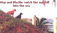 Hop and Blackie watch the sun fall in to the sea