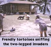 Frendly tortoises sniffing the two-legged invaders