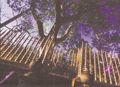 The Sacred Bo Tree at Anuradhapura