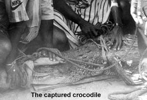 The captured crocodile.