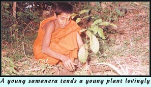 A young samanera tends a young plant lovingly