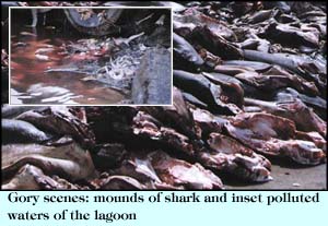 Gory scenes: mounds of shark and inset polluted waters of the lagoon