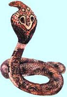 A Cobra