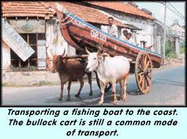 Transporting a fishing boat to the coast. The bullock cart is still a common mode of transport.