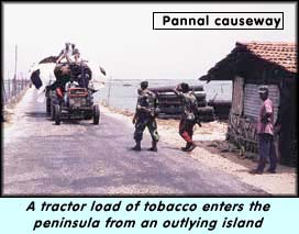 A tractor load of tobacco enters the peninsula from an outlying island