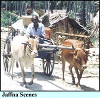 Jaffna Scenes