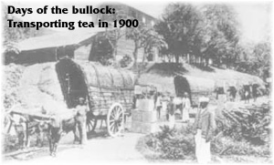 Days of the bullock: Transporting tea in 1900