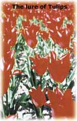 The lure of Tulips