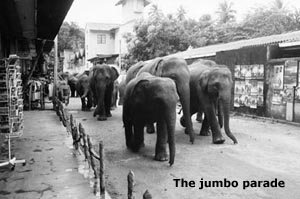 The jumbo parade