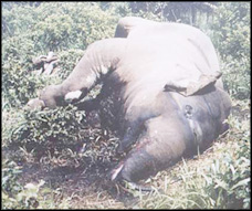 The slain elephant is one of the pictures that depict nature and the cruelty of man