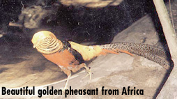 Beautiful golden pheasant from Africa
