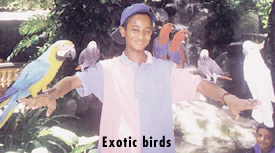 Exotic birds