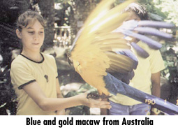 Blue and gold nacaw from Australia