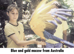 Blue and gold nacaw from Australia