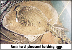 Amerhurst pheasant hatching eggs