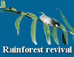Rainforest revival