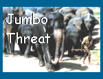 Jumbo Threat