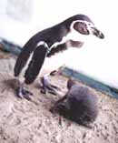 A penguin chick