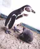 A penguin chick