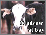 Mad cow at bay