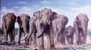 The elephants