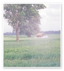 Jumbo charge at Lahugala