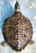 hawksbill turtle