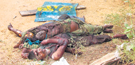 Bodies of Tiger guerrillas, killed in the fighting, lay strewn on the roadside.