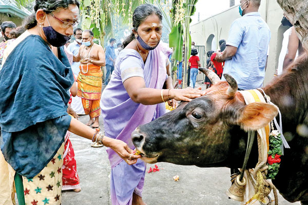 Mattu Pongal The milk of the cow's kindness | Times Online - Daily Online  Edition of The Sunday Times Sri Lanka
