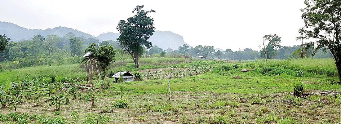 Bibile corn farmers rail against foreign firm’s land grab for sugar factory