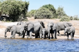 Elephant expert speaks on Bostwana’s elephants