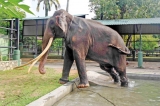 Abused Thai tusker endures multiple health challenges