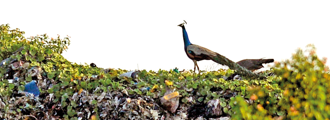 Flocks of visitors at the dump