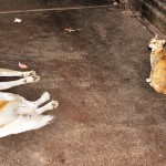 Borella Coexistence: Two cats share their space with a sleeping dog.