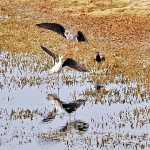 Wilpattu Foreign visitors: Migrant Ibises flock to the park. Pix by Nilan Maligaspe