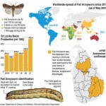Fall-Armyworm-Graphic