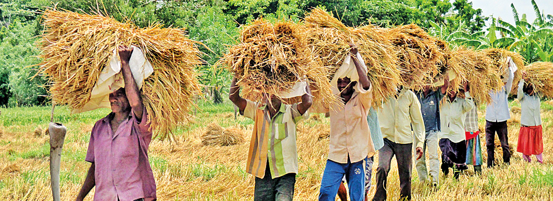 Rice price may hold steady, but some varieties already cost more
