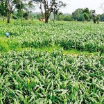 More than 1,500 acres of corn cultivation have been attacked by the fall armyworm