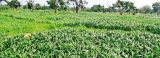 Fall armyworm infestation  endangers corn fields, once again