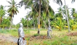 White fly infestation set to drive coconut prices higher