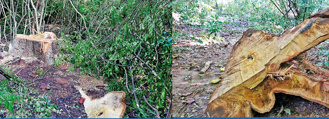 Illegal logging: Sigiriya residents warn officials