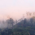 Nuwara Eliya  Hazy hills: The mountains covered by a pink haze.  Pic by Shelton Hettiarachchi