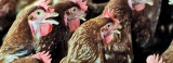 Import eggs only from bird-flu-free countries: Experts