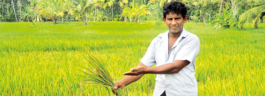 Rice plant diseases likely to destroy 10 percent of Maha harvest