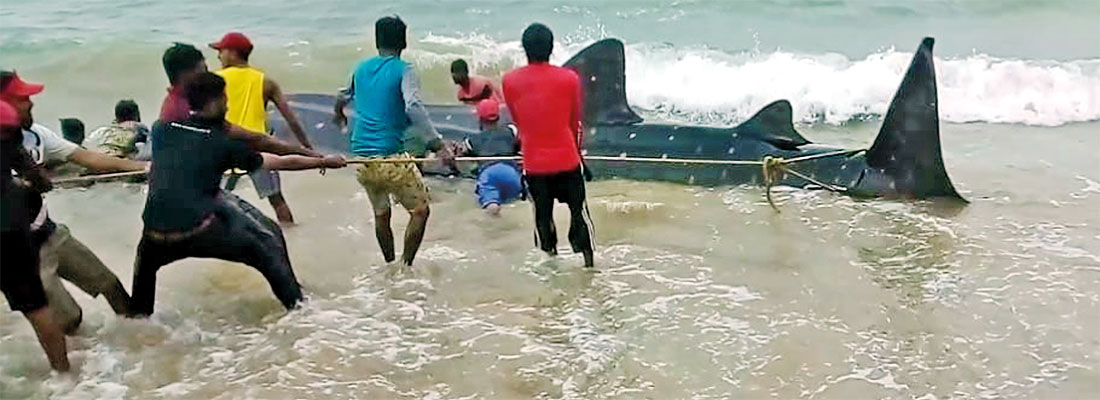 Net entangled whale shark rescued and released into ocean