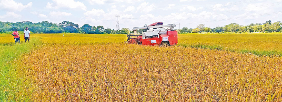 Puttalam farmers say their paddy is being purchased “for a song”