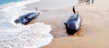 Beached whales returned to sea by locals and Wildlife officers