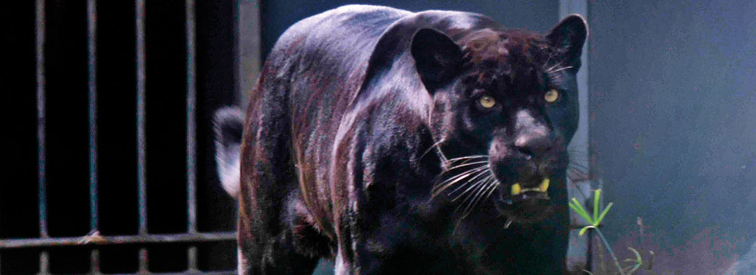 Potential mate arrives for zoo’s resident female jaguar