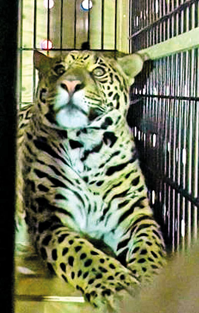 Potential mate arrives for zoo's resident female jaguar | Print Edition -  The Sunday Times, Sri Lanka
