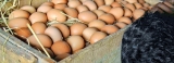 Bakers to get stock of cheaper imported eggs